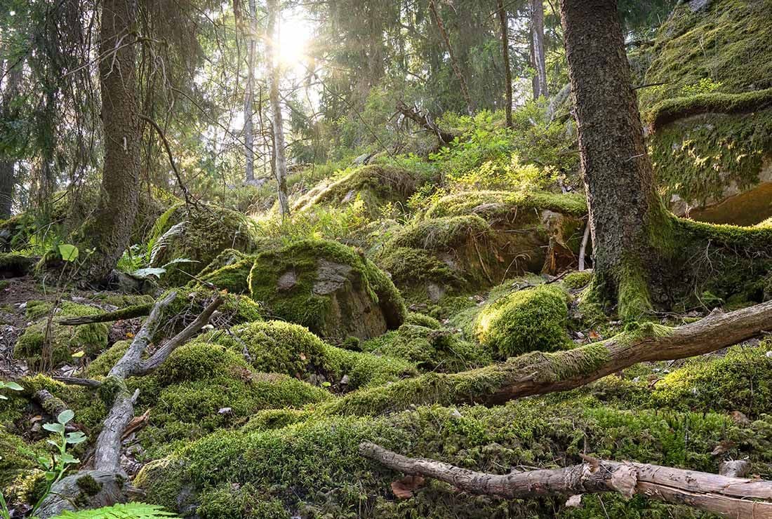 Gladö kvarn – allt det gröna, naturen