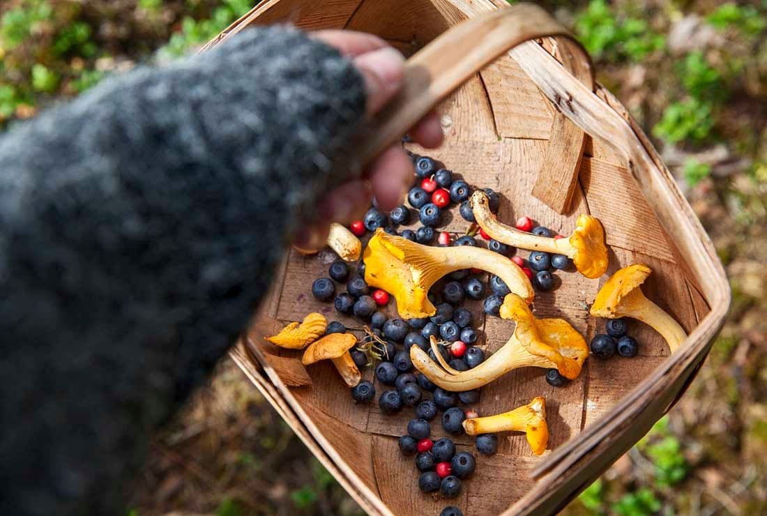 Brf Kulissen i Björkalund – Vrinneviskogen, naturupplevelser